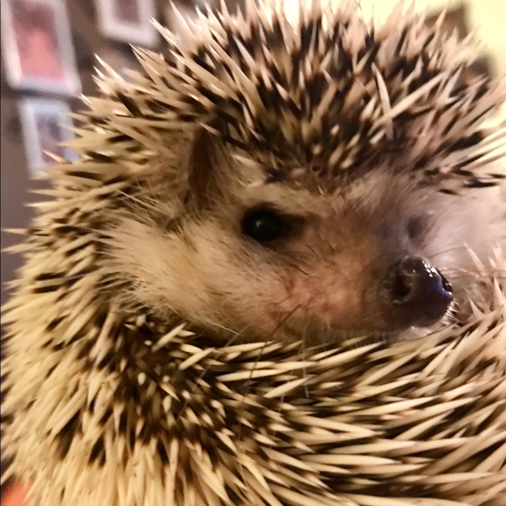 Meet your Posher, Chrissy